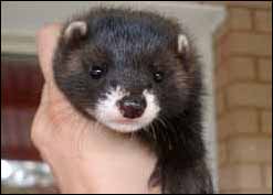 Serafin, photo Johannah Rissanen