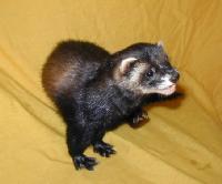 &copy; Copyright 2002 Marie Bartholdsson