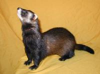 &copy; Copyright 2002 Marie Bartholdsson