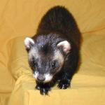 &copy; Copyright 2002 Marie Bartholdsson