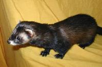 &copy; Copyright 2002 Marie Bartholdsson