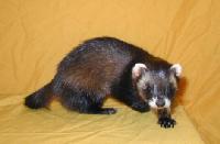 &copy; Copyright 2002 Marie Bartholdsson