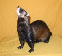 &copy; Copyright 2002 Marie Bartholdsson