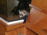 &copy; Copyright 2002 Marie Bartholdsson