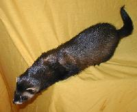 &copy; Copyright 2002 Marie Bartholdsson