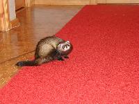 &copy; Copyright 2002 Marie Bartholdsson