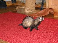 &copy; Copyright 2002 Marie Bartholdsson