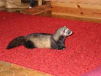 &copy; Copyright 2002 Marie Bartholdsson