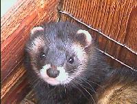 &copy; Copyright 2003 Marie Bartholdsson