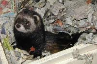 &copy; Copyright 2003 Marie Bartholdsson