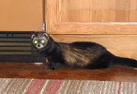 &copy; Copyright 2003 Marie Bartholdsson