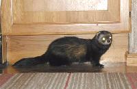 &copy; Copyright 2003 Marie Bartholdsson