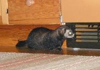 &copy; Copyright 2003 Marie Bartholdsson