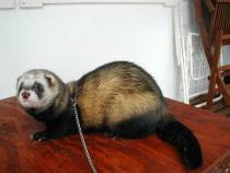 &copy; Copyright 2002 Marie Bartholdsson