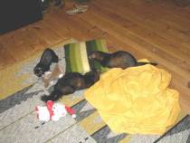 &copy; Copyright 2002 Marie Bartholdsson