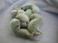 &copy; Copyright 2002 Marie Bartholdsson