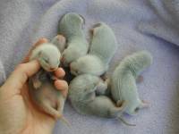 &copy; Copyright 2002 Marie Bartholdsson