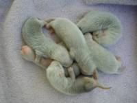 &copy; Copyright 2002 Marie Bartholdsson