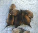 &copy; Copyright 2002 Marie Bartholdsson