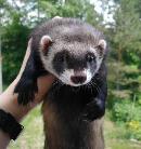 &copy; Copyright 2001 Marie Bartholdsson