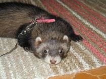 &copy; Copyright 2002 Marie Bartholdsson