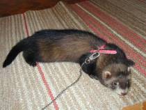 &copy; Copyright 2002 Marie Bartholdsson