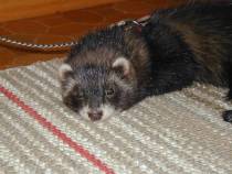 &copy; Copyright 2002 Marie Bartholdsson