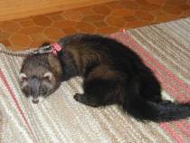 &copy; Copyright 2002 Marie Bartholdsson