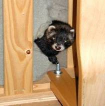 &copy; Copyright 2002 Marie Bartholdsson