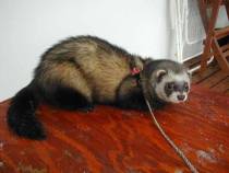 &copy; Copyright 2001 Marie Bartholdsson