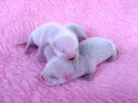 &copy; Copyright 2001 Marie Bartholdsson