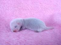 &copy; Copyright 2001 Marie Bartholdsson